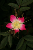 Rosa glauca RCP5-10 500.jpg
